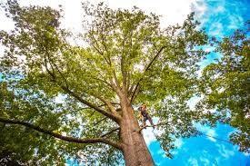 Trusted Augusta, AR Tree Services Experts