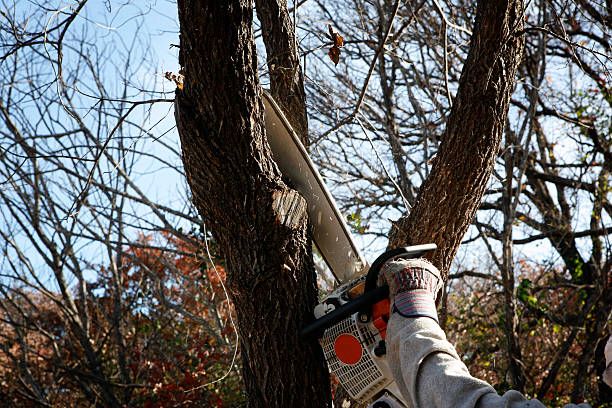 Best Tree Health Inspection  in Augusta, AR